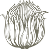 Line drawing of a flower bud on a white background