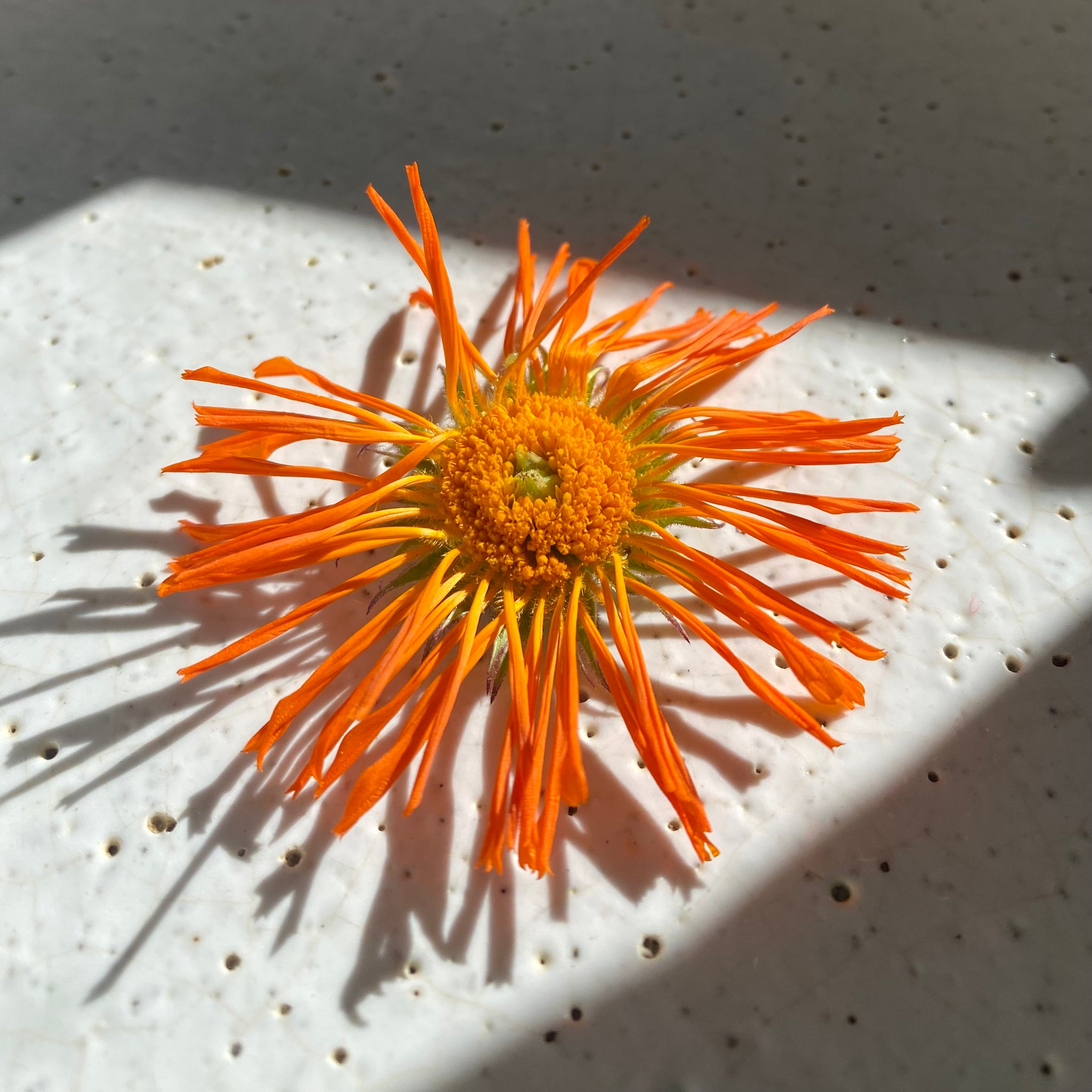 Organic Calendula Balm