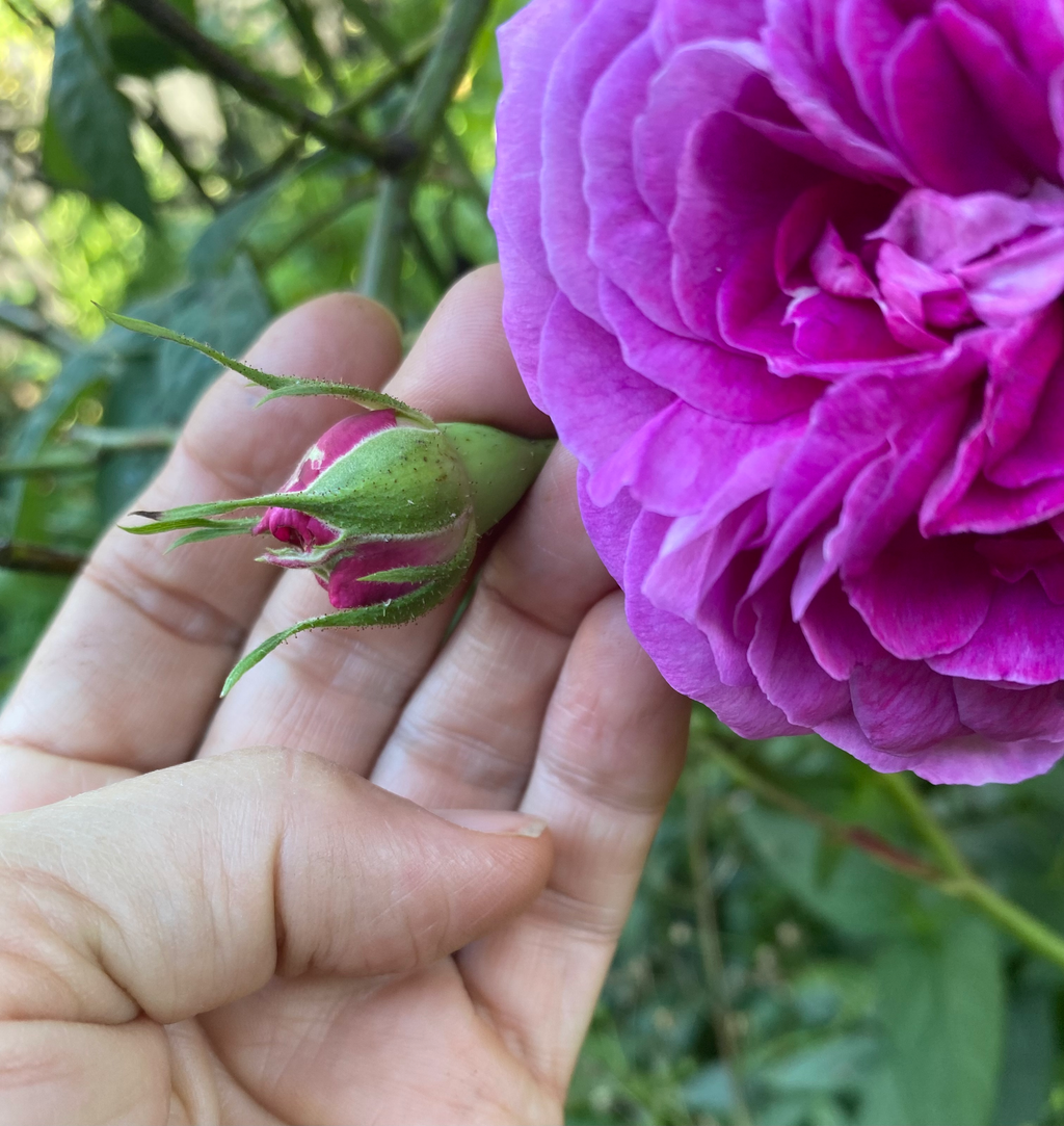 Exploring Traditional use of Rose for Skin, Heart and Spirit