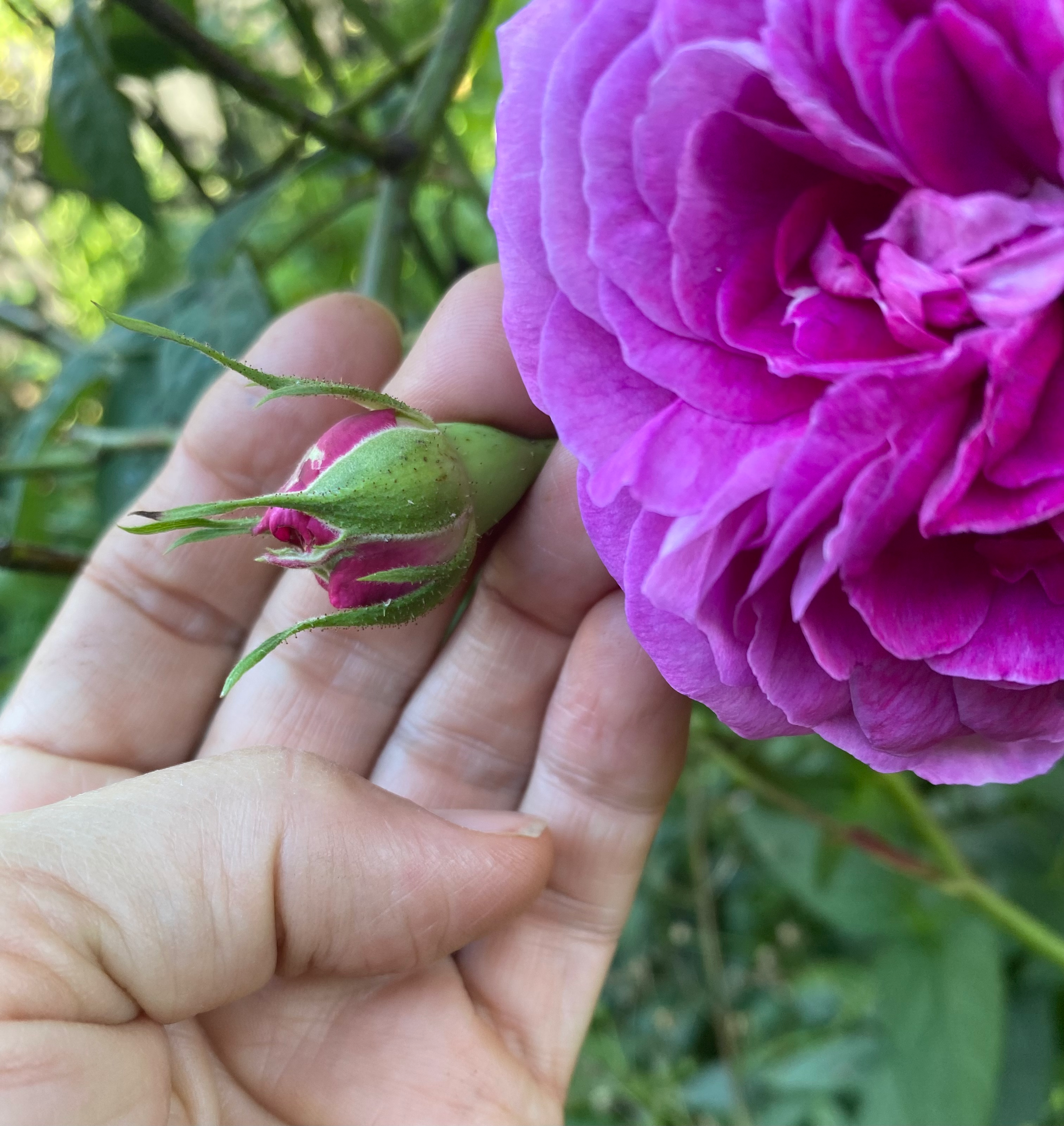 Exploring Traditional use of Rose for Skin, Heart and Spirit