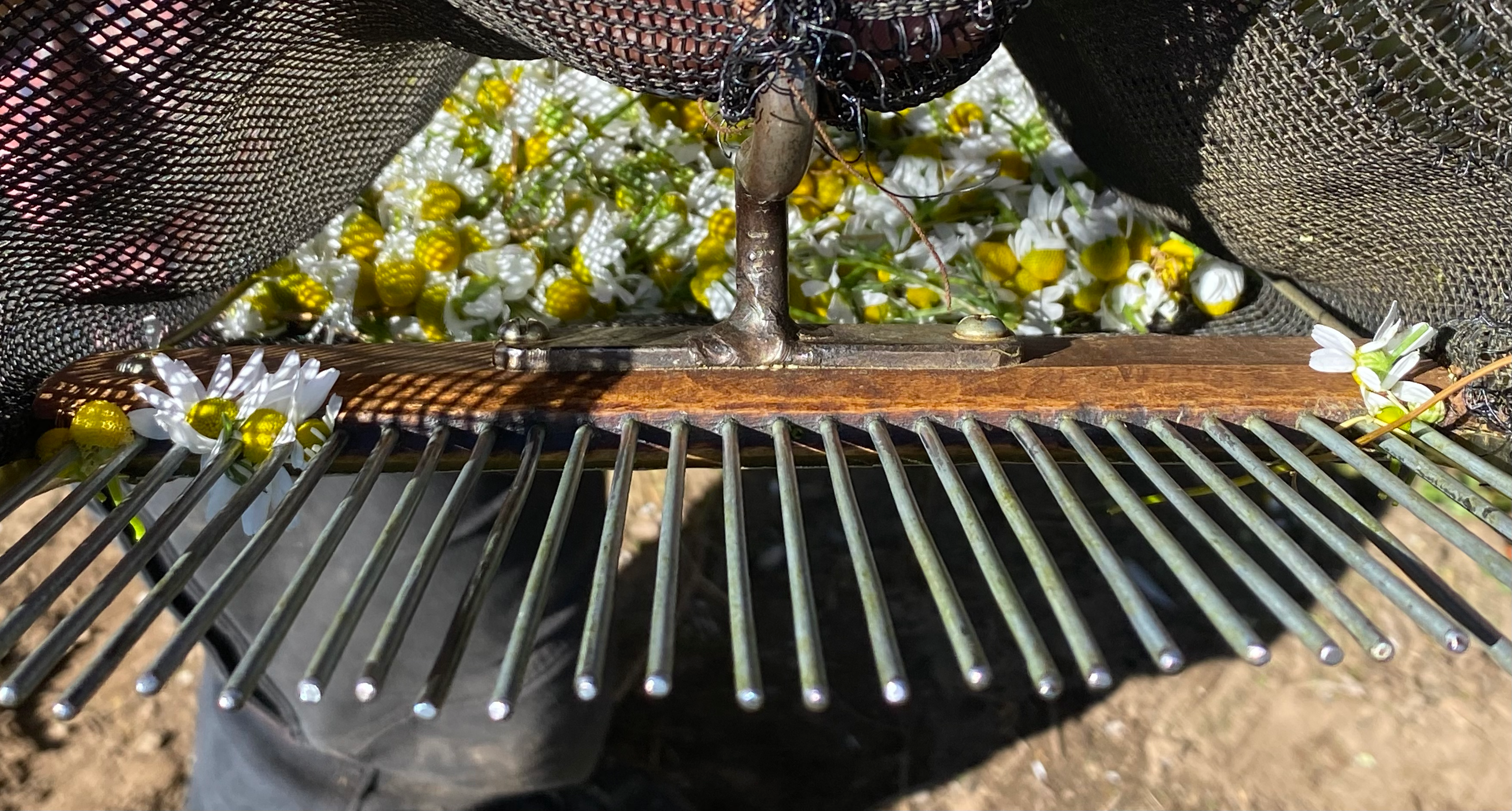 How Harvest, Handling & Drying Shape the Quality of Medicinal Herbs
