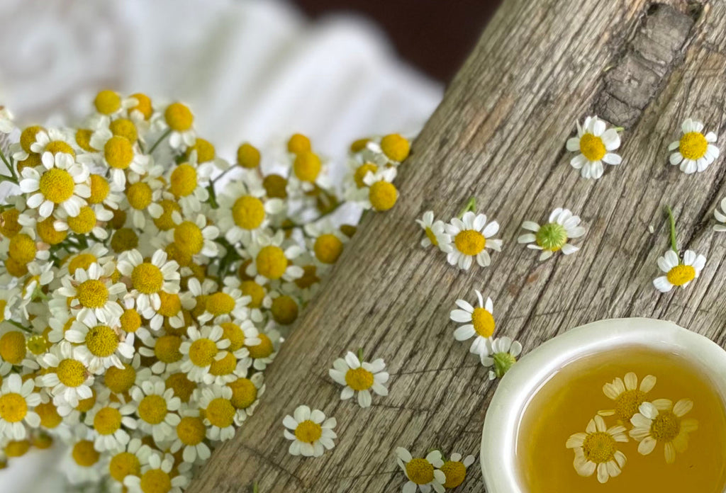 Chamomile: Gentle Relief for Tension and Sensitivity