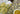 Chamomile: Gentle Relief for Tension and Sensitivity