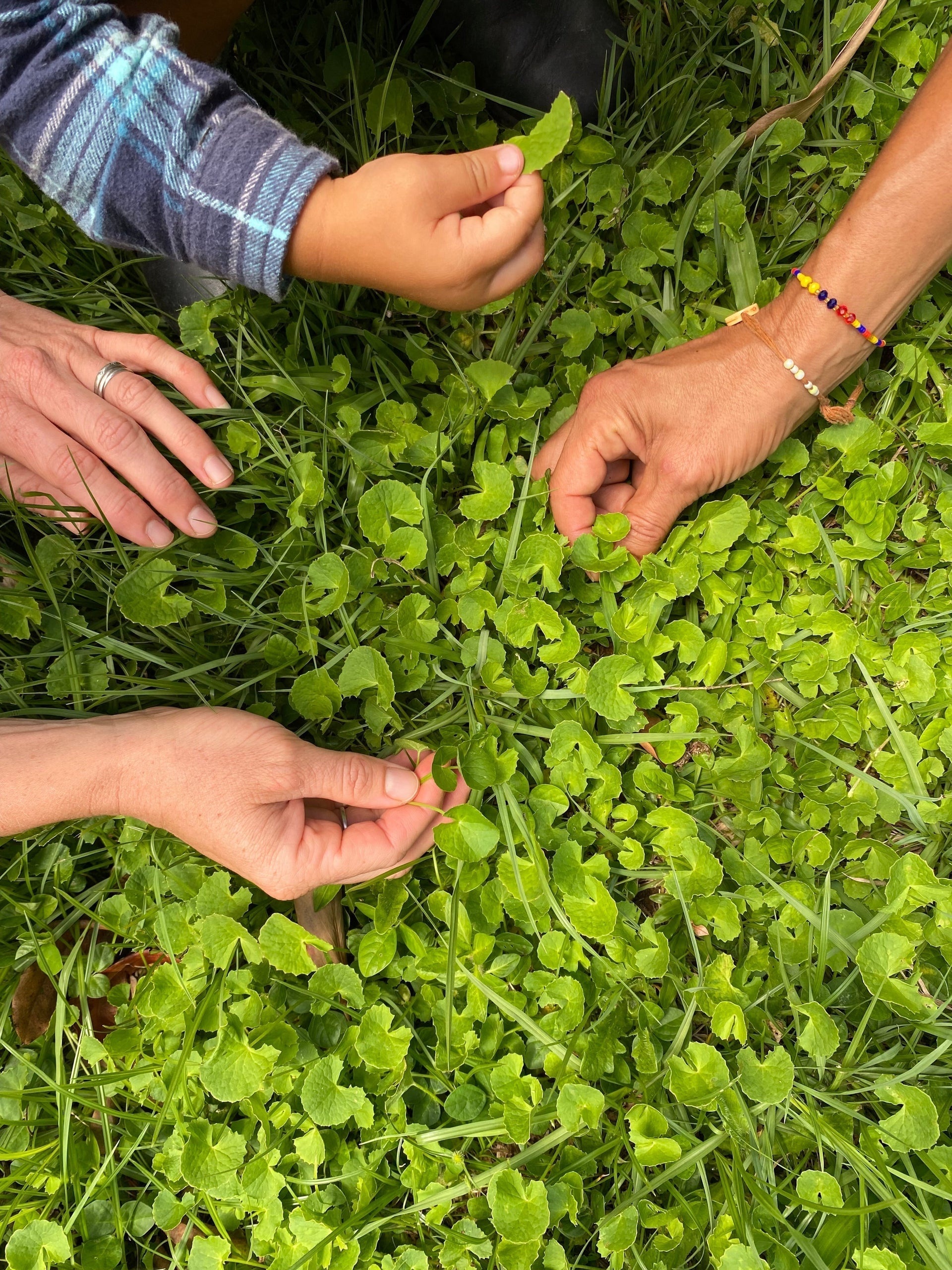 Gotu kola - the old school skin herb that still surprises