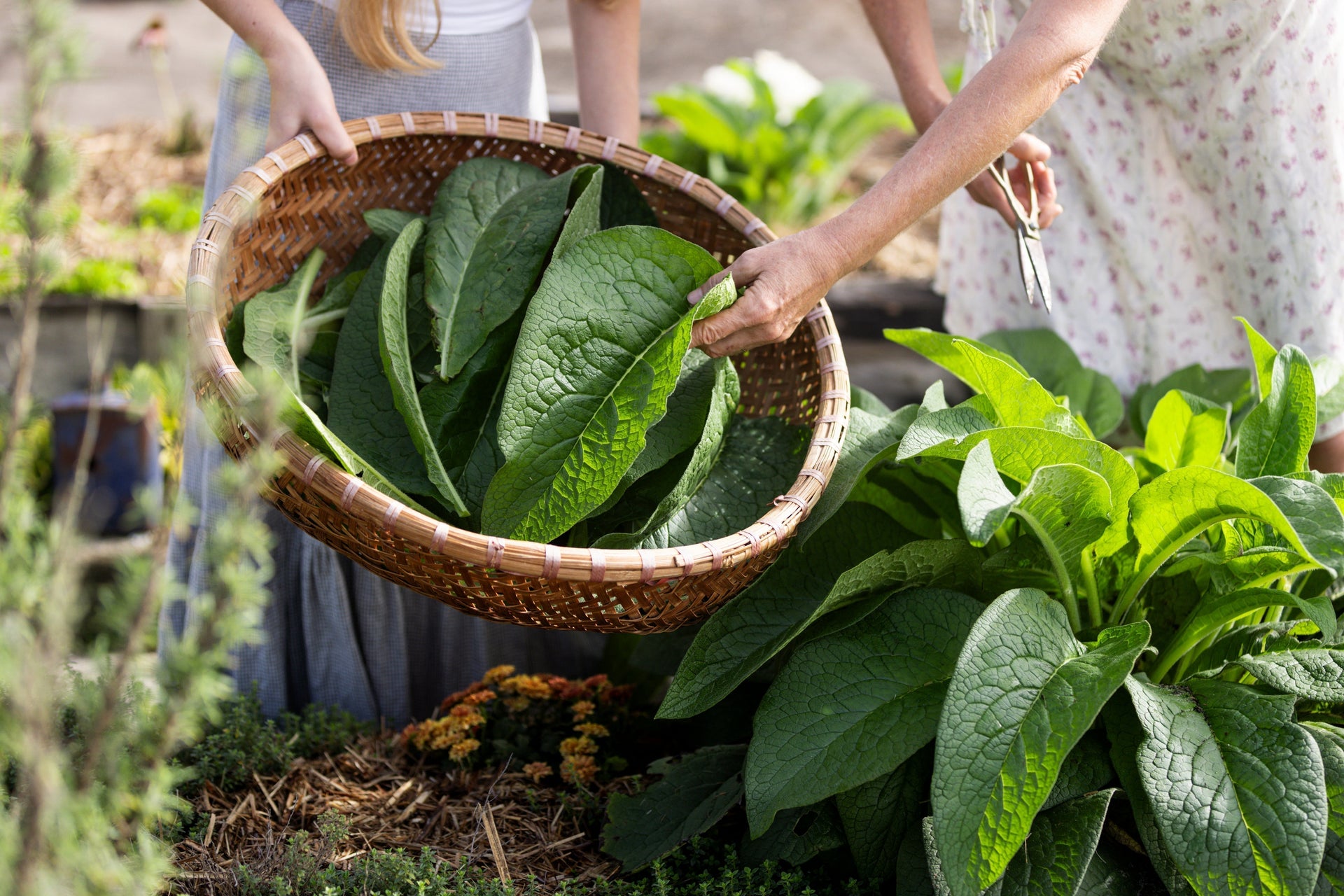 Herbs, Soil & the Bigger Farm Picture