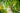 Moringa Oil: A Botanical Oil for Skin and Hair