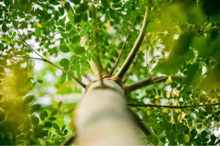 Moringa Oil: A Botanical Oil for Skin and Hair