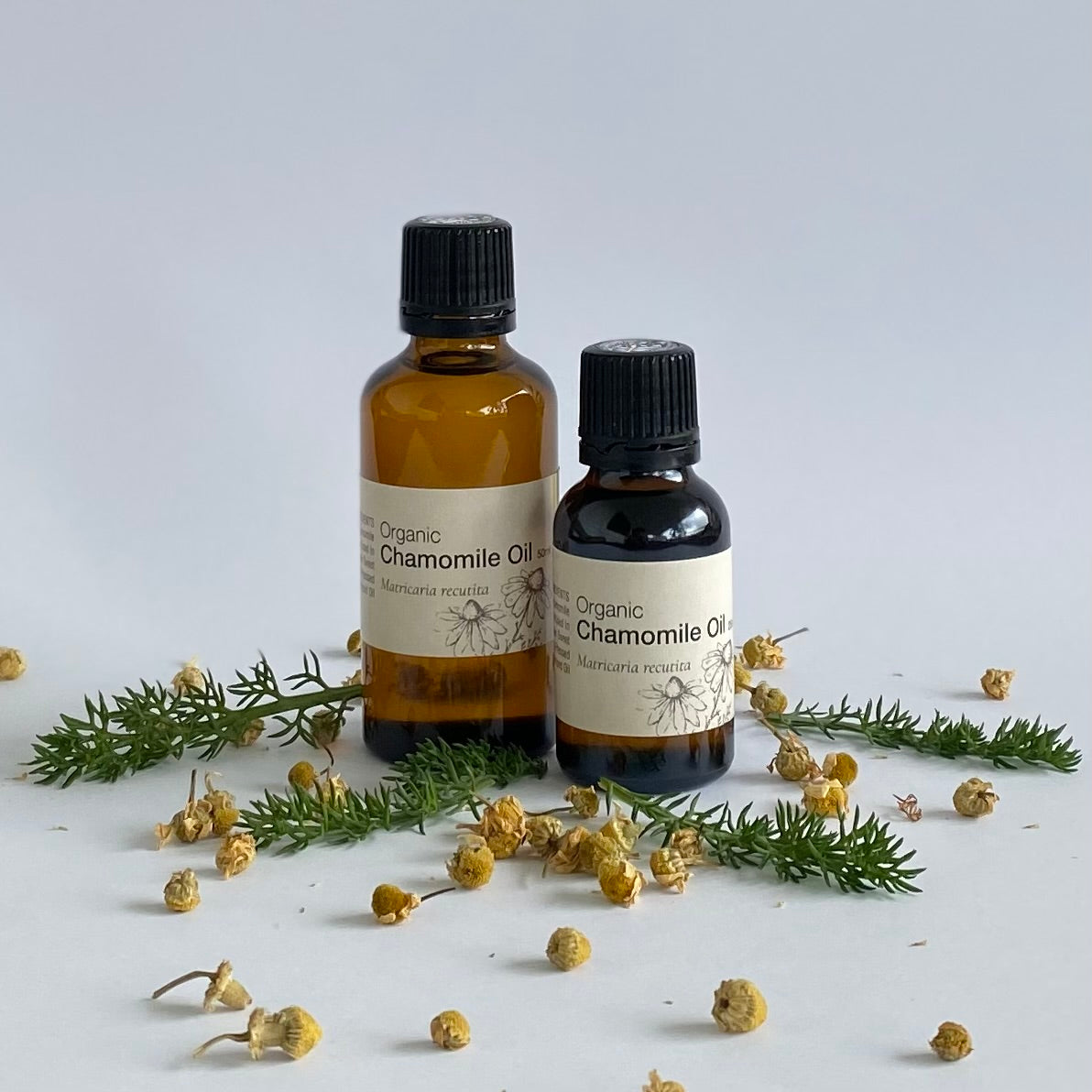 Two bottles of Organic Chamomile Oil with dried chamomile flowers on a light background