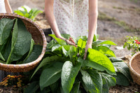 Infused Organic Comfrey Oil