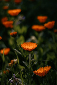 Organic Calendula Balm